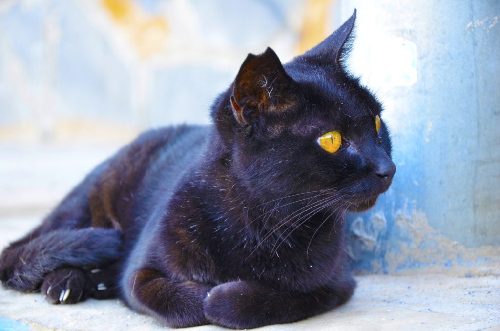 Gatto nero americano con gli occhi gialli