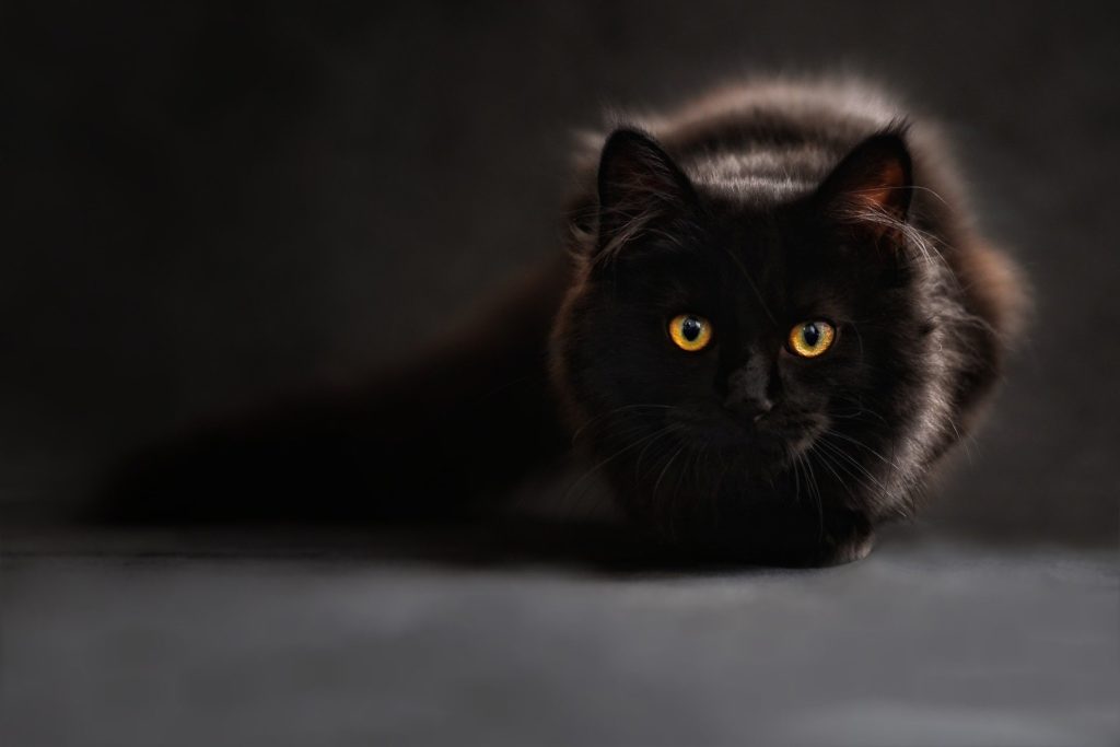 Gatto nero di tipo persiano con pelo lungo
