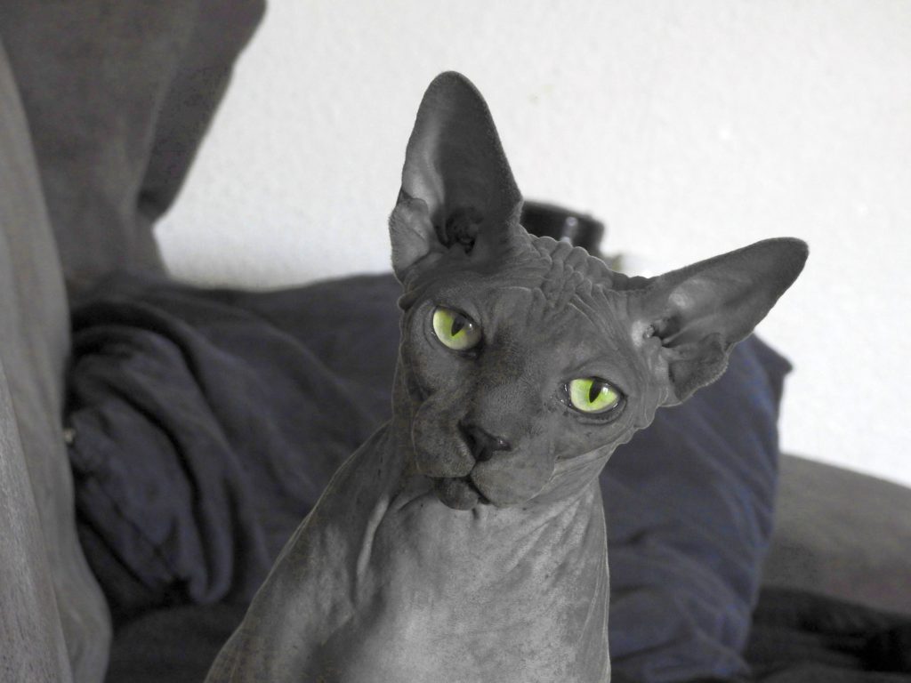 Gatto Sphynix dalla pelle oscura