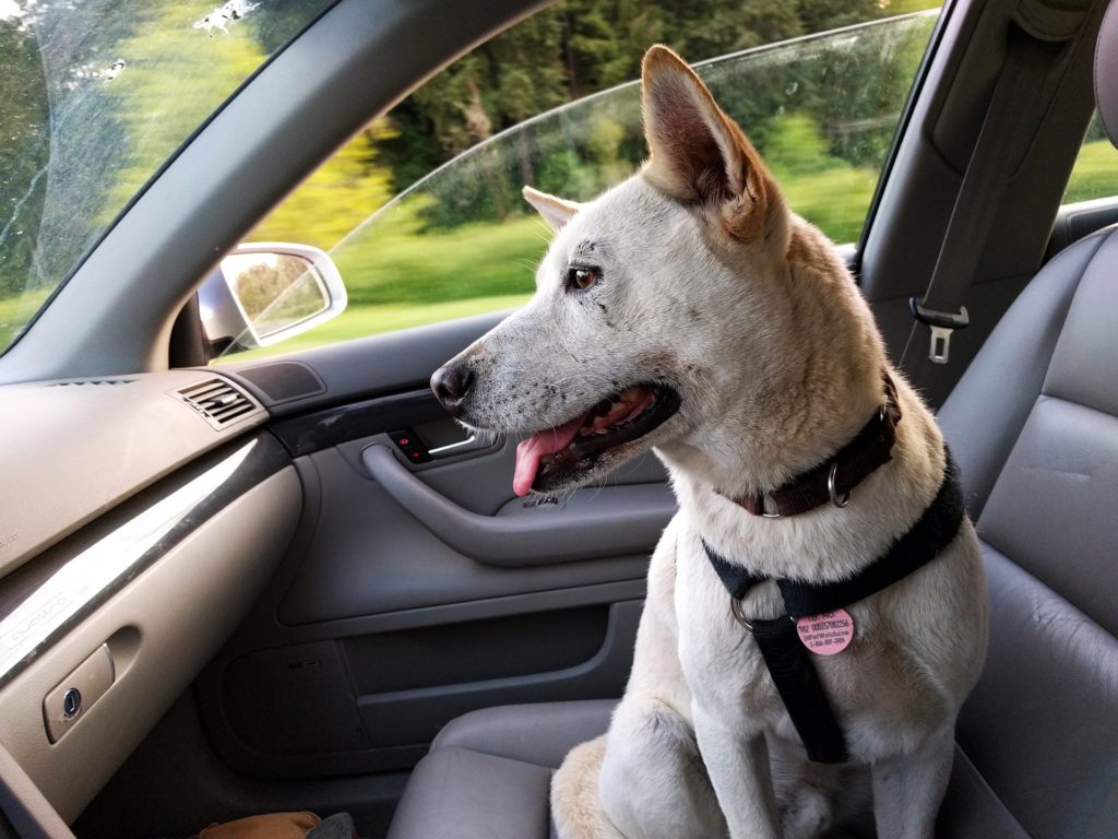 Viaggio lungo con il cane in auto