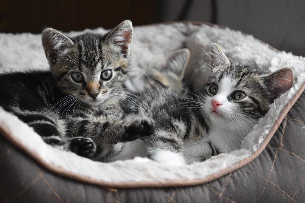 due gattini nella loro cuccia 