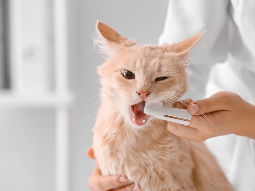 Ditale per la pulizia dentale nei gatti
