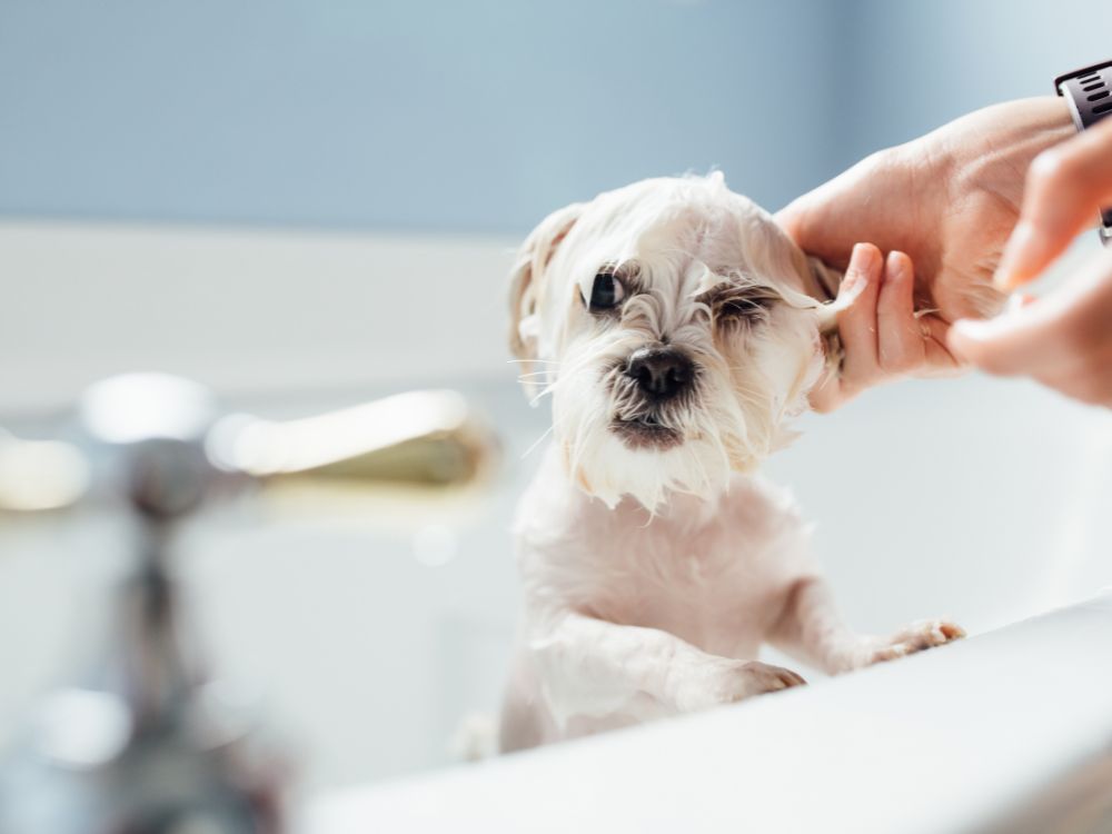 Un cucciolo di cane mentre è lavato nella vasca di casa