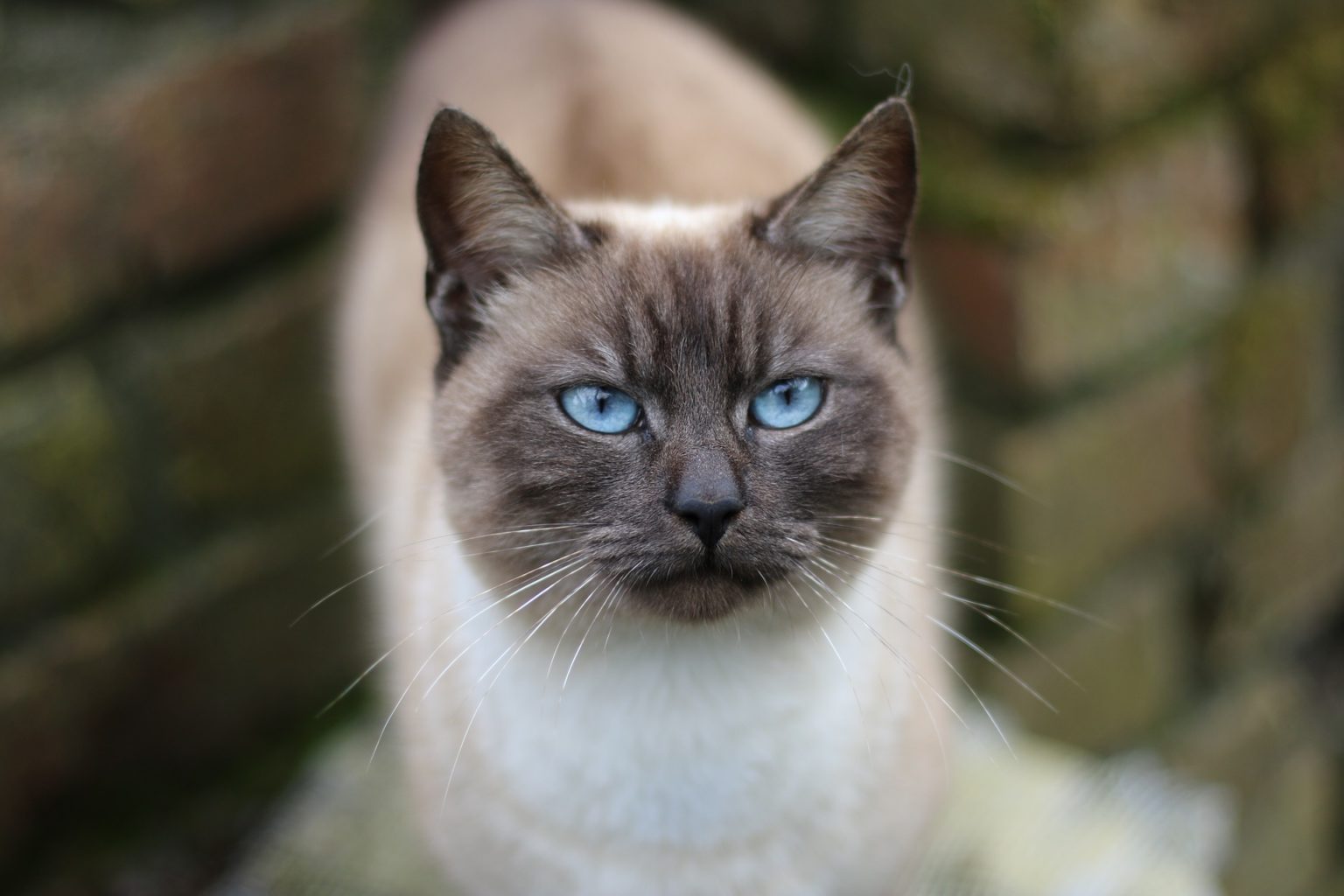 Tipi di gatto siamese varietà, carattere e storia del gatto Thai