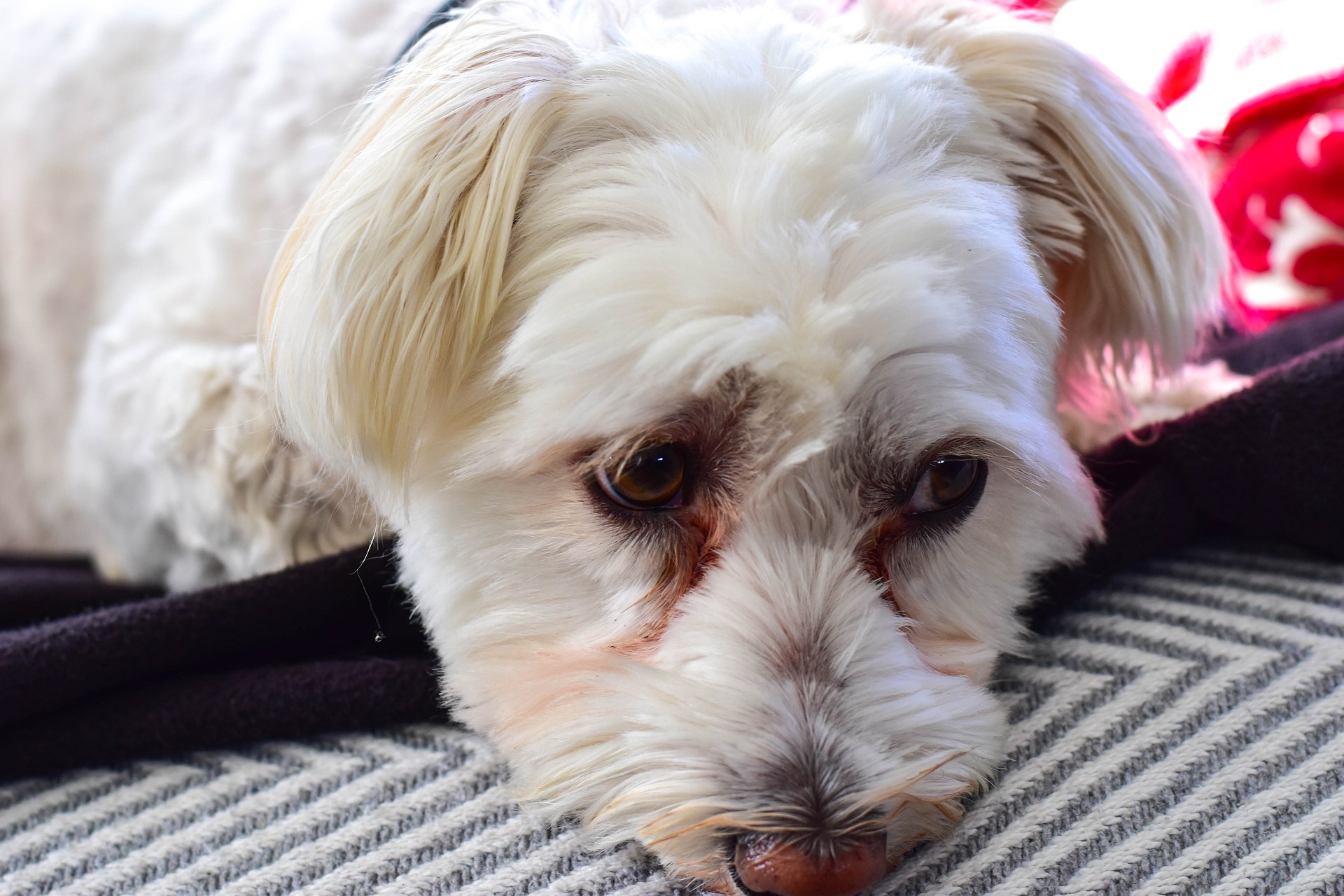 Lacrimazione rossa nei cani maltese alimenti e trattamento Zampetta