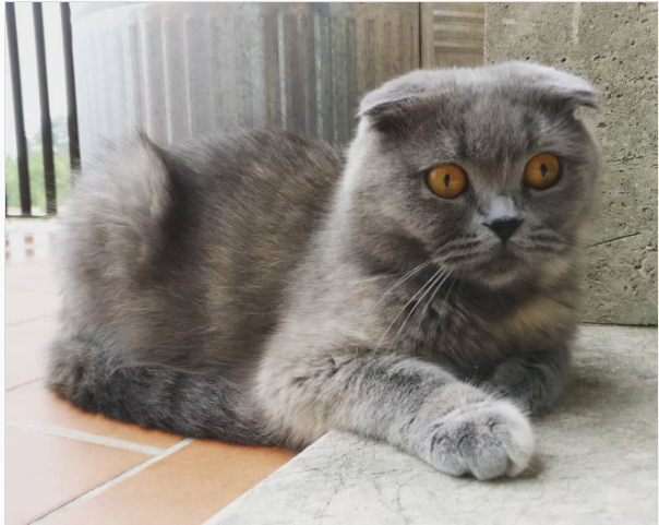 Scottish Fold – Wikipédia, a enciclopédia livre