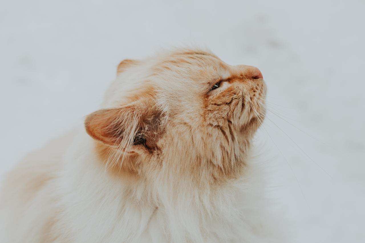 Come pulire le orecchie al gatto senza fargli male - Zampetta
