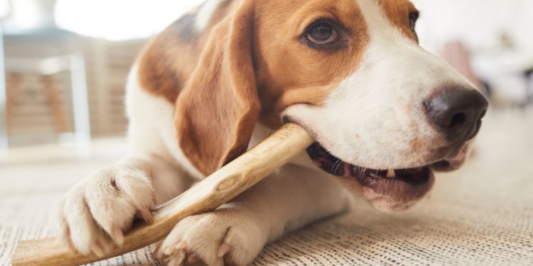 Masticativi naturali per cani: quali sono i migliori?