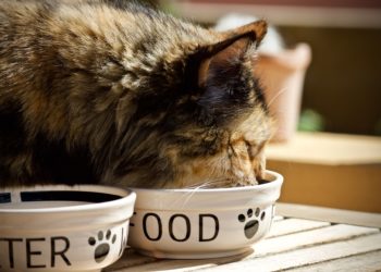 Alimentazione nei gatti: nutrienti essenziali e differenze con il cane
