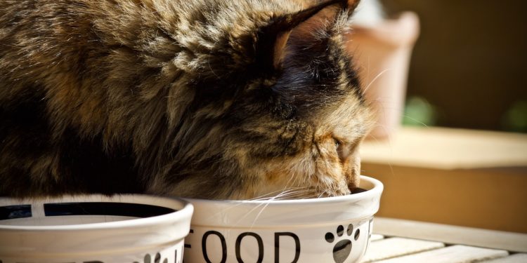 Alimentazione nei gatti: nutrienti essenziali e differenze con il cane