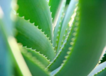 Pianta di aloe vera naturale