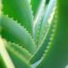 Pianta di aloe vera naturale