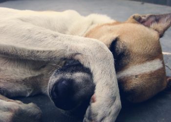 alimenti tossici per cani e gatti