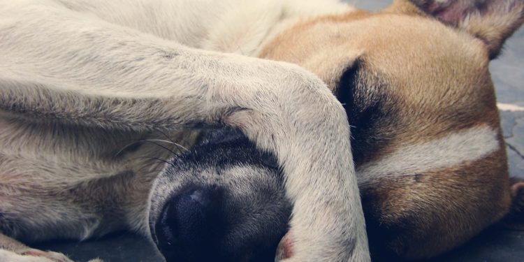 alimenti tossici per cani e gatti