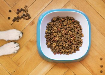 mangime secco per cani: i pericoli dei croccantini
