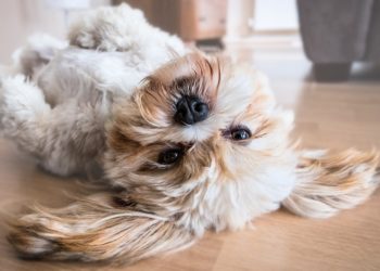 cane felice dopo aver mangiato