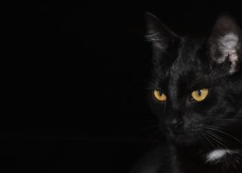 Gatto nero americano detto anche bombay