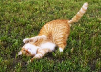 gatto si strofina sull'erba gatta