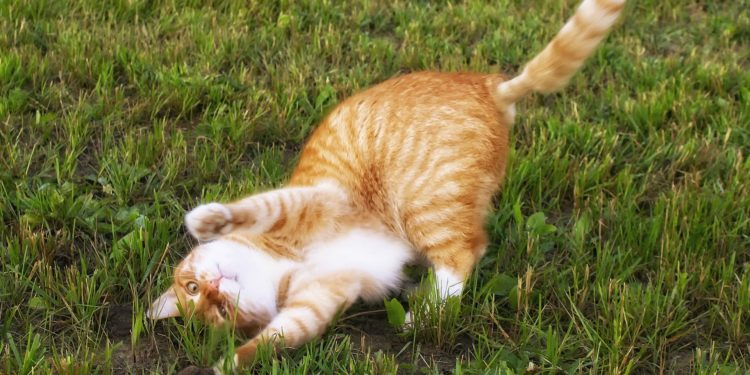 gatto si strofina sull'erba gatta