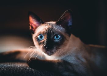 Gatto siamese tradizionale dagli occhi azzurri