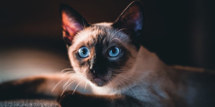 Gatto siamese tradizionale dagli occhi azzurri