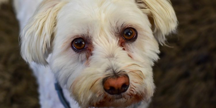 Lacrimazione rossa nei cani maltese: alimenti e trattamento