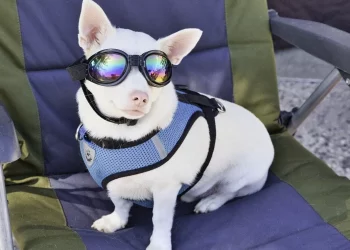 compagnie che accettano cani a bordo