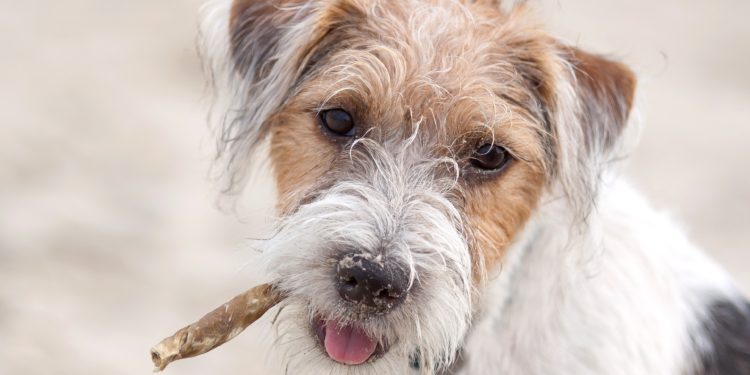 Alghe come integratori alimentari per cani