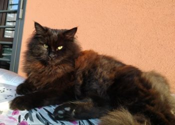 Razze di gatti ipoallergenici: tipo di manto e carattere