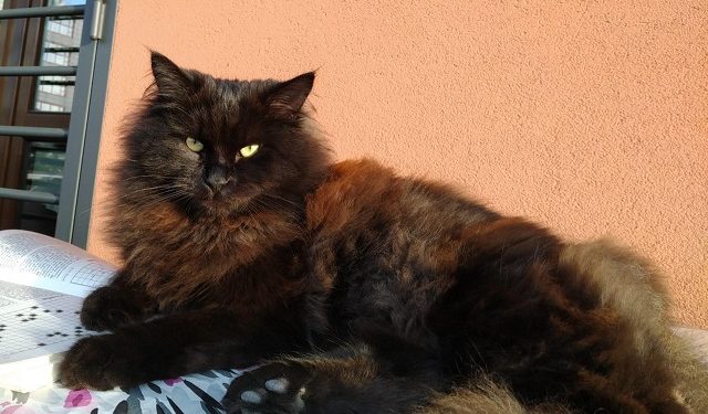 Razze di gatti ipoallergenici: tipo di manto e carattere