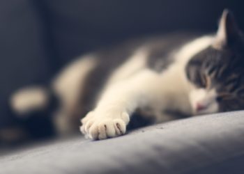 tagliare le unghie al gatto