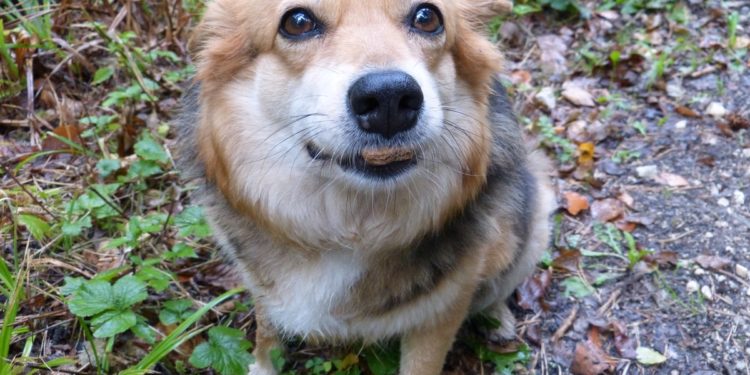 Cane che mangia le feci