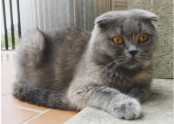 esemplare gatto scottish fold shothair