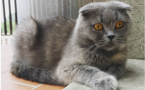 esemplare gatto scottish fold shothair