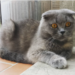 esemplare gatto scottish fold shothair