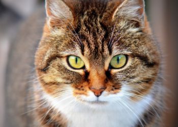 Insufficienza renale nel gatto