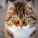 Insufficienza renale nel gatto
