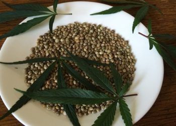 Semi di canapa per cani e gatti