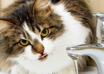 gatto beve acqua dal rubinetto