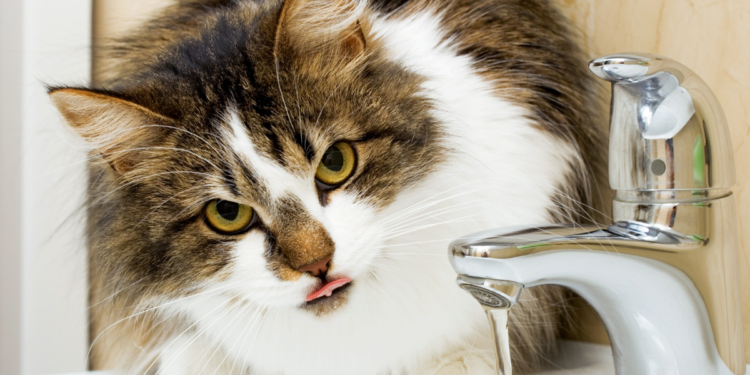 gatto beve acqua dal rubinetto