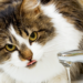 gatto beve acqua dal rubinetto
