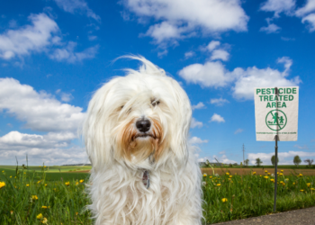 Antiparassitari di origine naturale