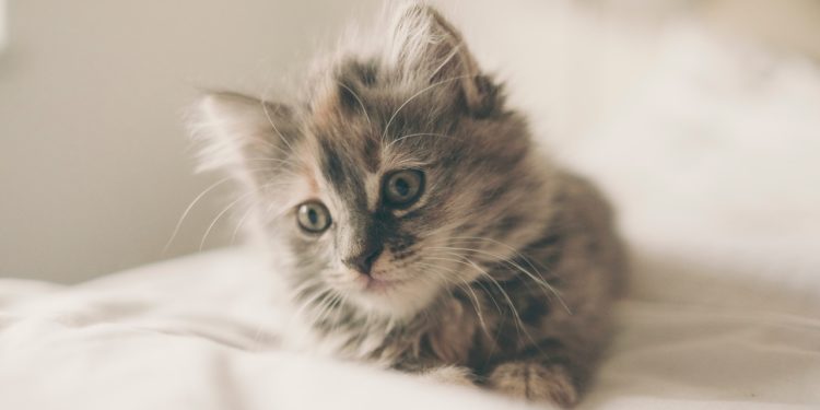 Nuovo gattino a casa