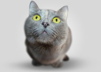 Patologie epatiche nel gatto