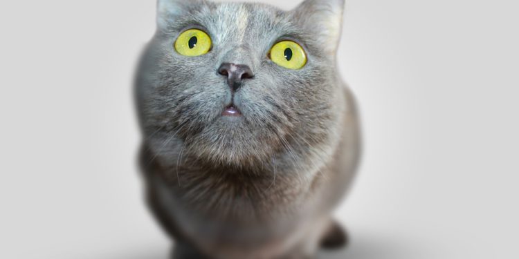 Patologie epatiche nel gatto