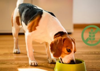 Vantaggi della dieta grain free per cani