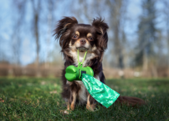 come interpretare colore cacca del cane