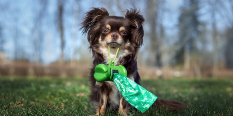 come interpretare colore cacca del cane