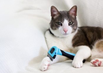 Manto lucido e sano gatto