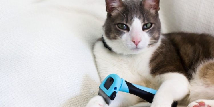 Manto lucido e sano gatto